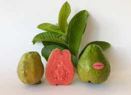 guayaba
