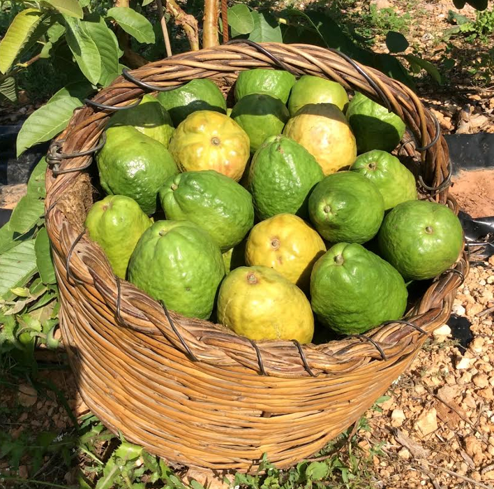 guayaba