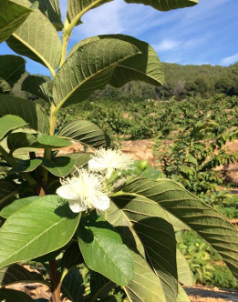 guayaba