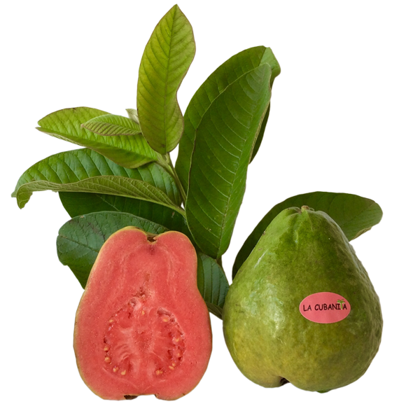 Guayaba fresca